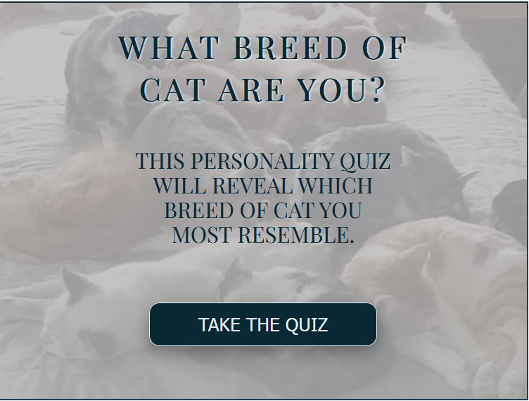 Cat Personality Test